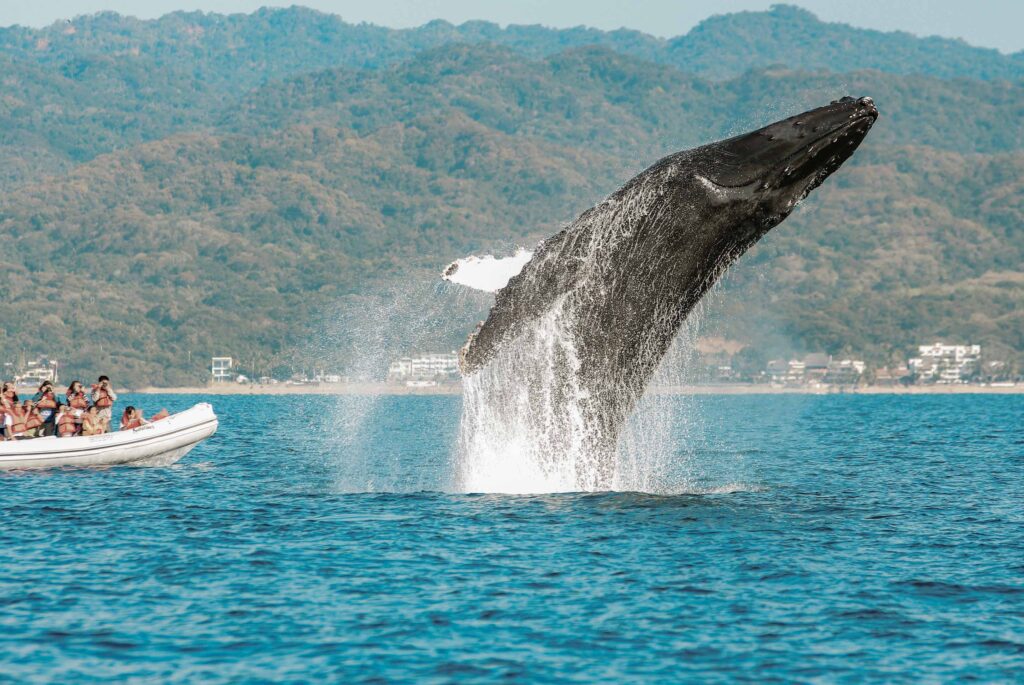 Whale Watching in Puerto Vallarta EliteVoyage