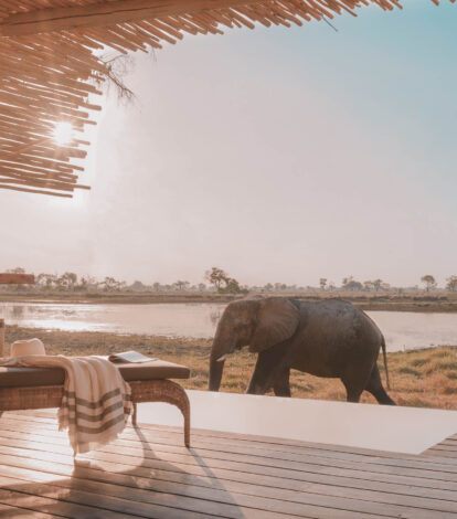 Elephant at Eagle Island Lodge